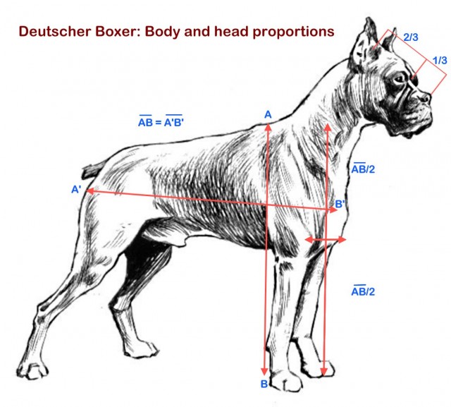 Boxer_proportions